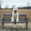 dog sitting on a bench